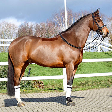 Horses for Sale - Dutch Dressage Horses at Mustard Stables